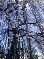 桜03.jpg