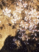 桜10.JPG