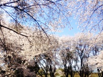 桜11.jpg