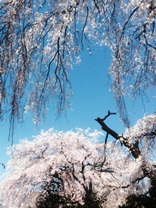 桜13.jpg